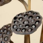 dried lotus flower