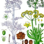 Ferula assa-foetida