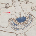 f77v detail